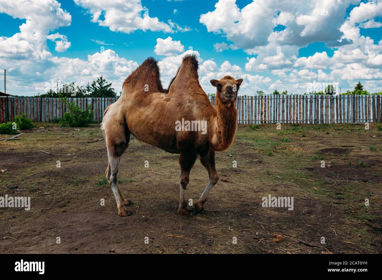 Cammello bactrio domestico sulla fattoria cammello Foto Stock
