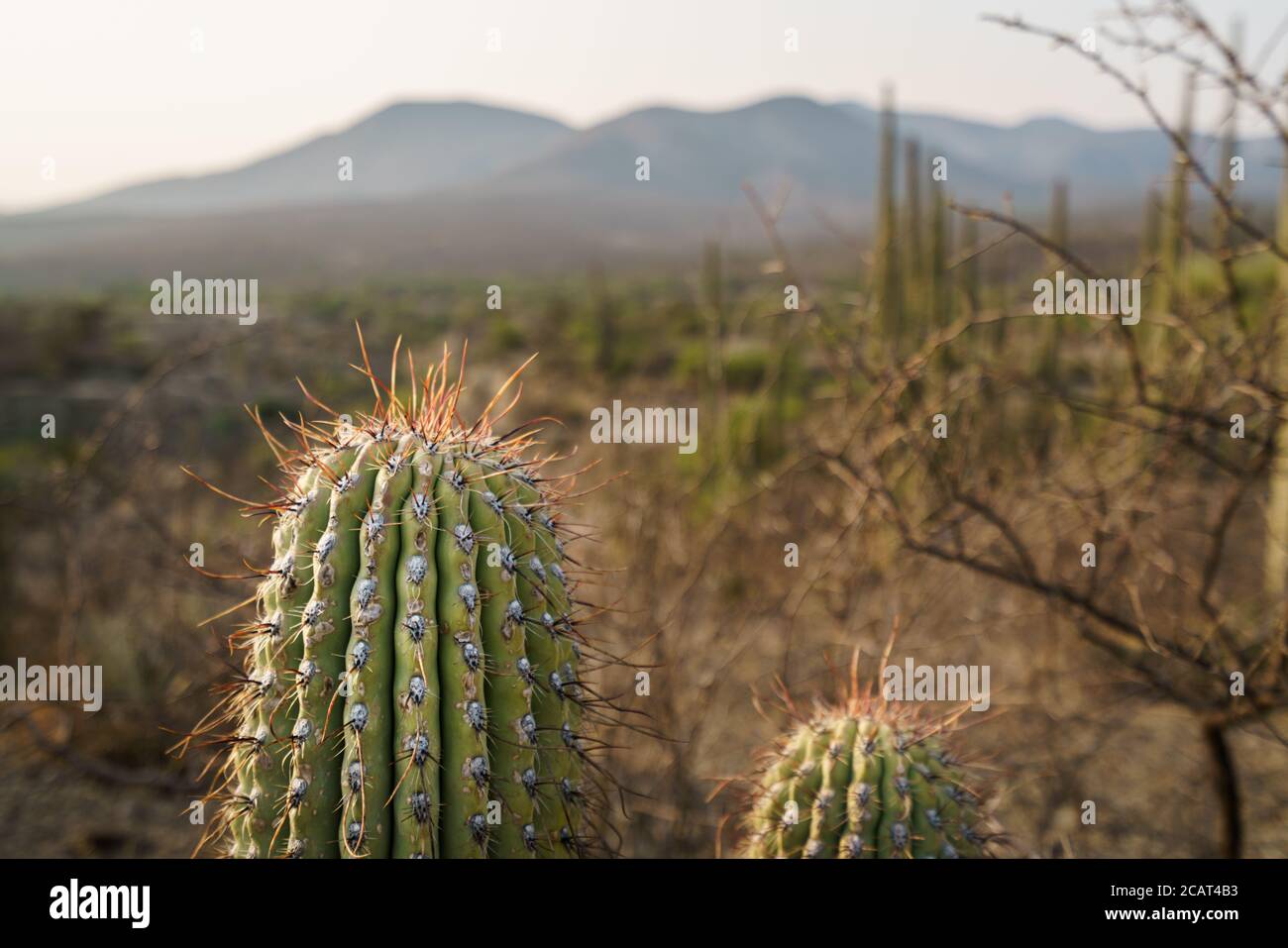 Cactus nella riserva della biosfera di Tehuacan Cuicatlan Foto Stock