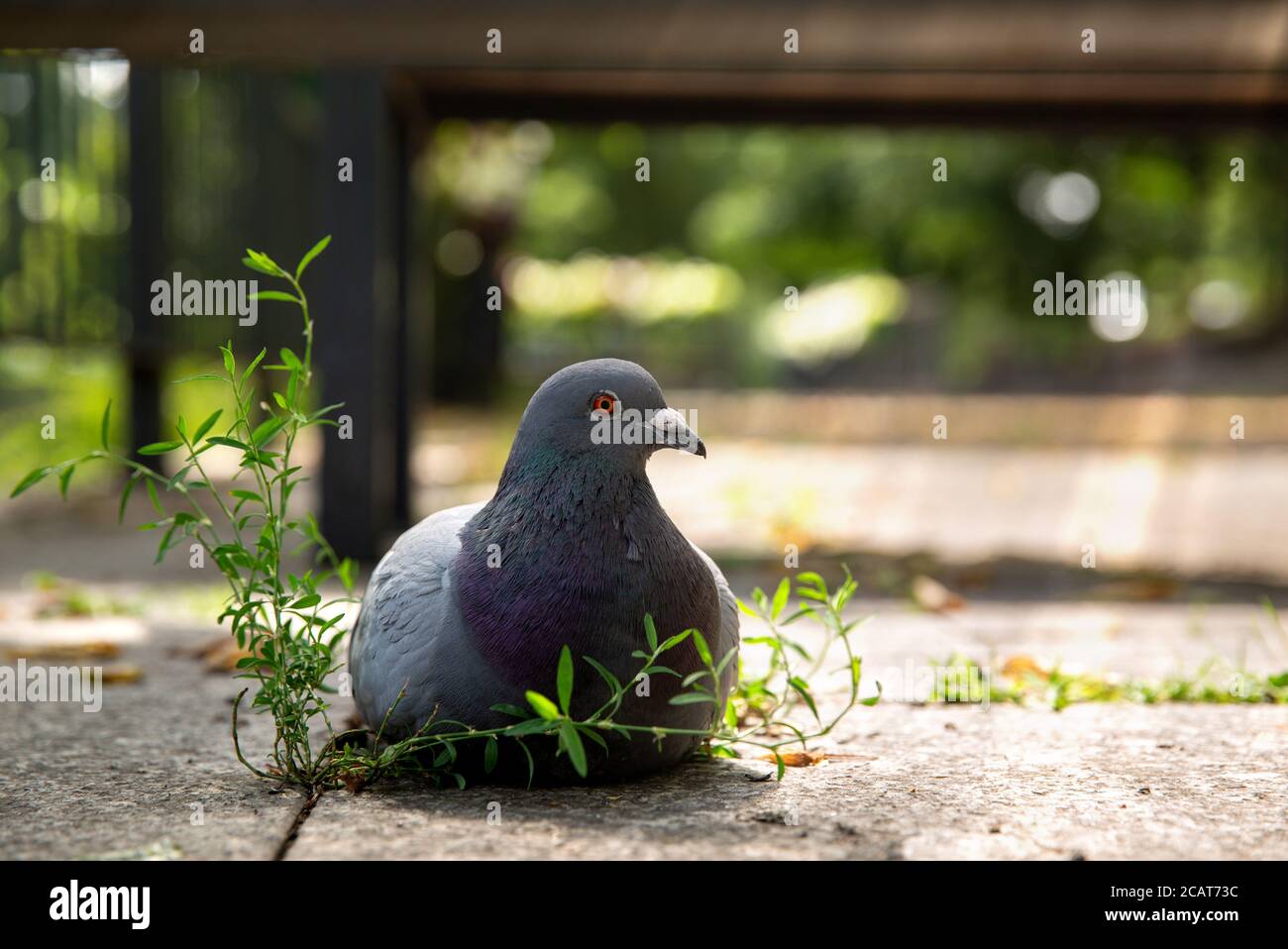 piccione grigio selvaggio seduto sull'asfalto. primo piano Foto Stock
