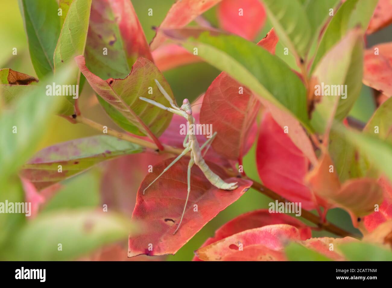 Mantis verde pallido in preghiera che si nasconde su una pianta con foglie rosa e verde brillante mentre attende un altro insetto per imboscare e mangiare. Foto Stock