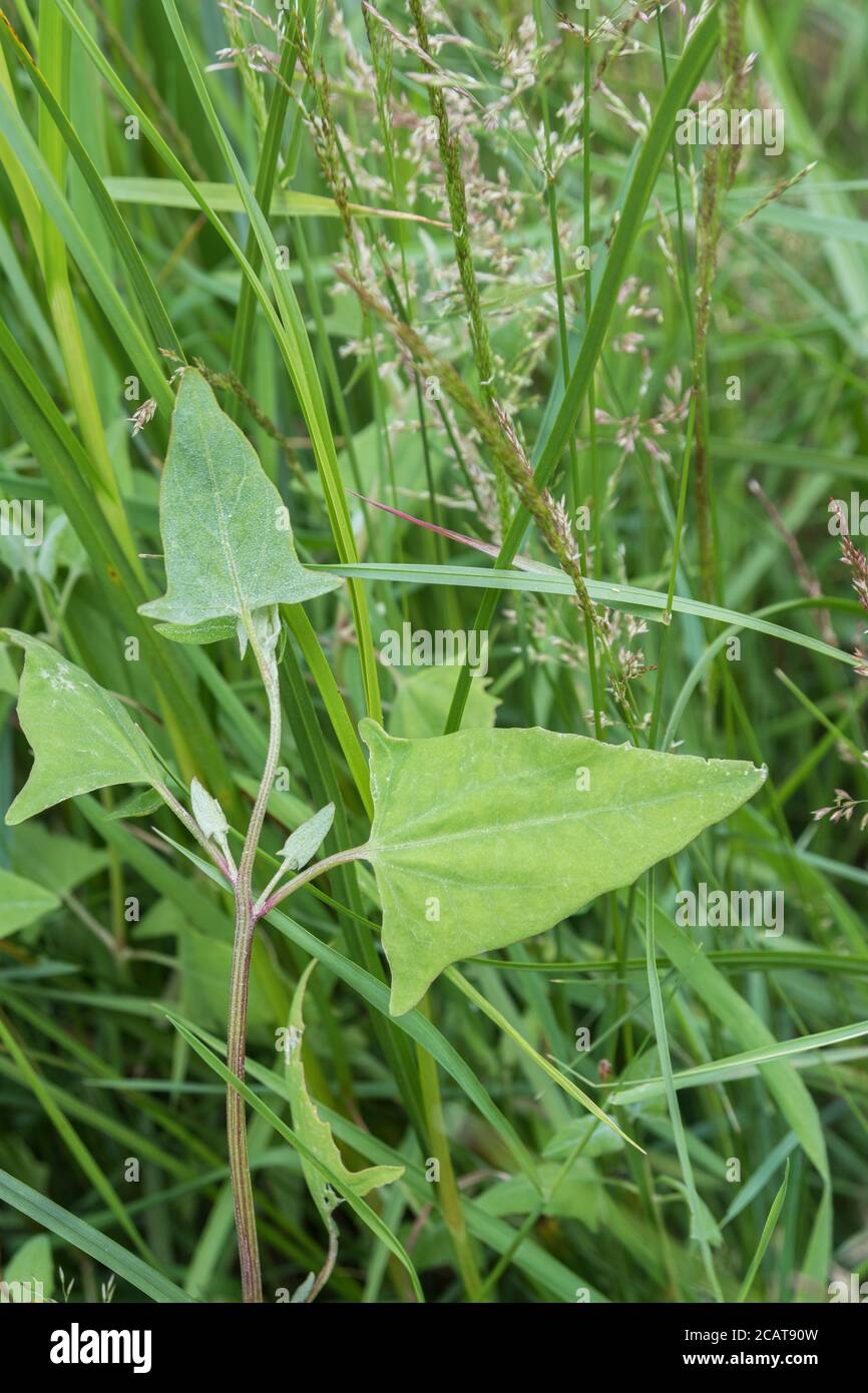 Fogliame di quello che probabilmente è Spear-Leaved Orache, Hastate Orache / Atriplex prostrata che cresce in un habitat di saltmarsh parte. Le foglie sono cucinate commestibili. Foto Stock