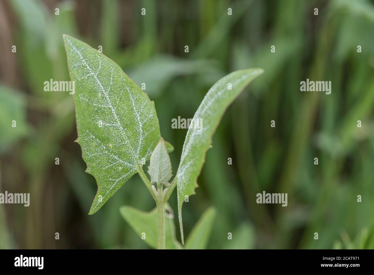 Primo piano delle foglie di probabili orache spearate, orache di Hastate / prostrata di Atriplex che crescono in un habitat di saltmarsh in parte. Le foglie sono cucinate commestibili Foto Stock