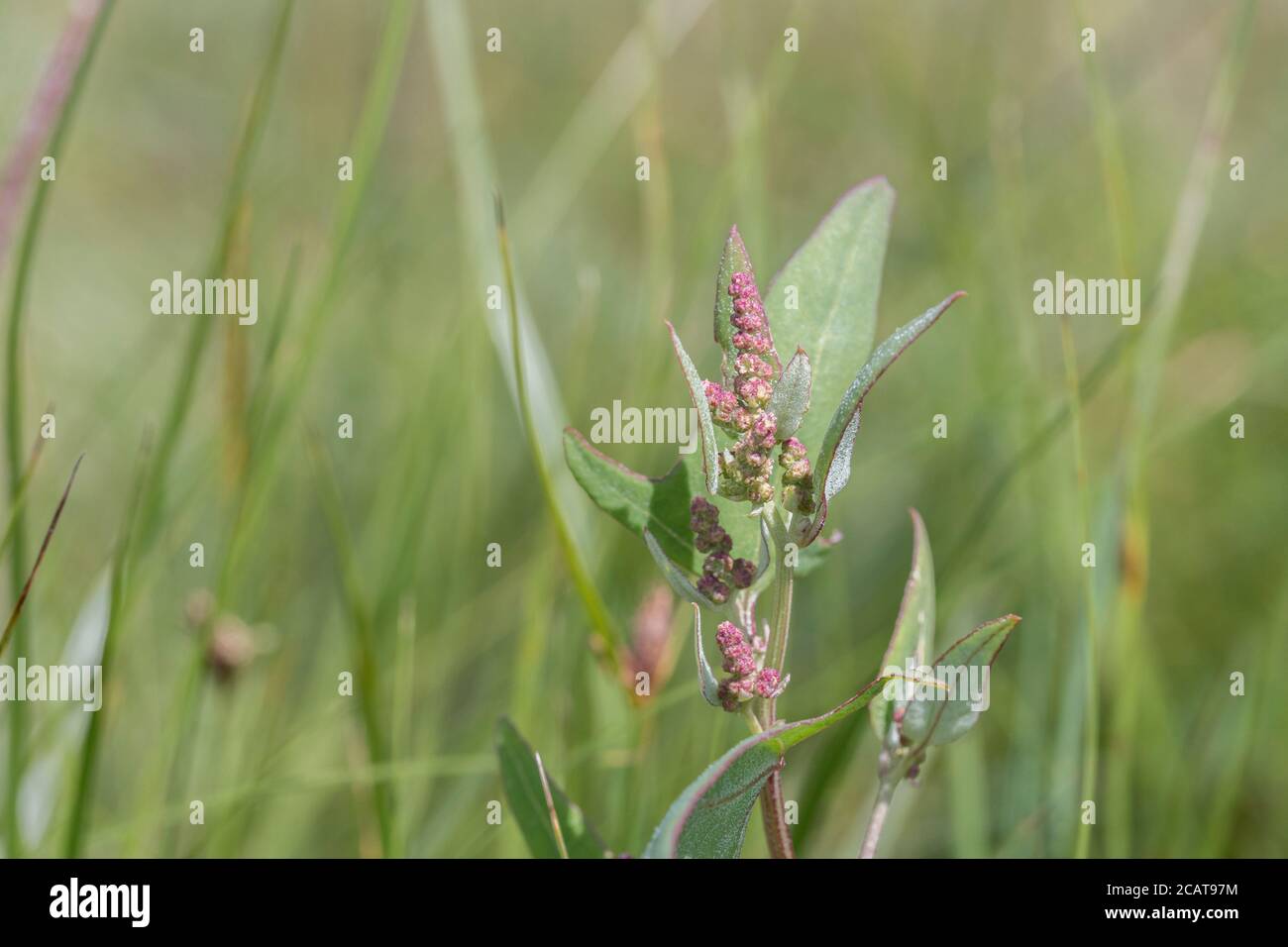 Flowerheads di quello che probabilmente è Spear-Leaved Orache, Hastate Orache / Atriplex prostrata che cresce in un habitat in parte di saltmarsh. Le foglie sono cucinate commestibili Foto Stock