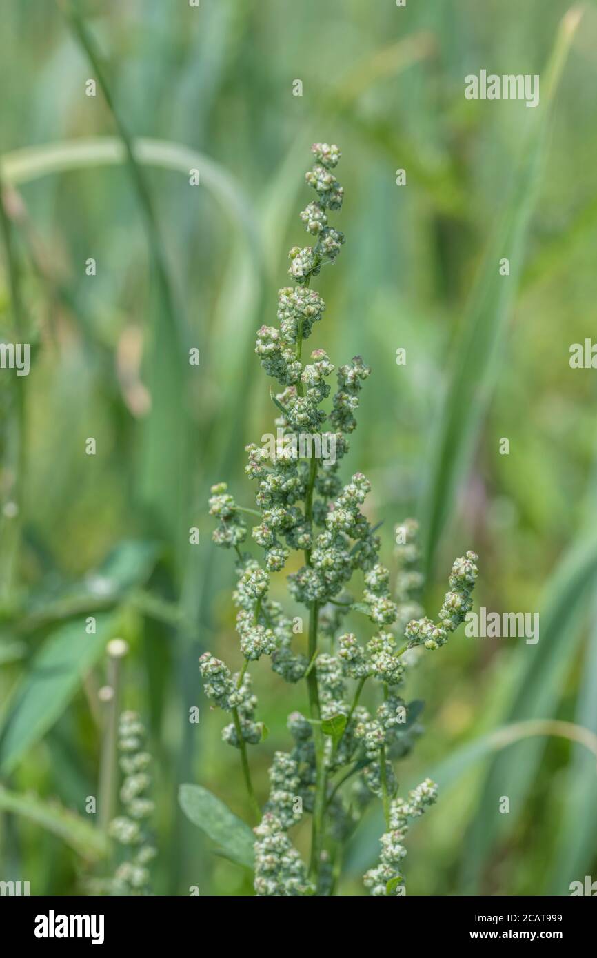 Chiudi shot Fat-Hen / Chenopodium album flowerhead. Erbacce agricole che è commestibile e una volta è stato usato come cibo. Ora un foraged cibo selvaggio di sopravvivenza Foto Stock