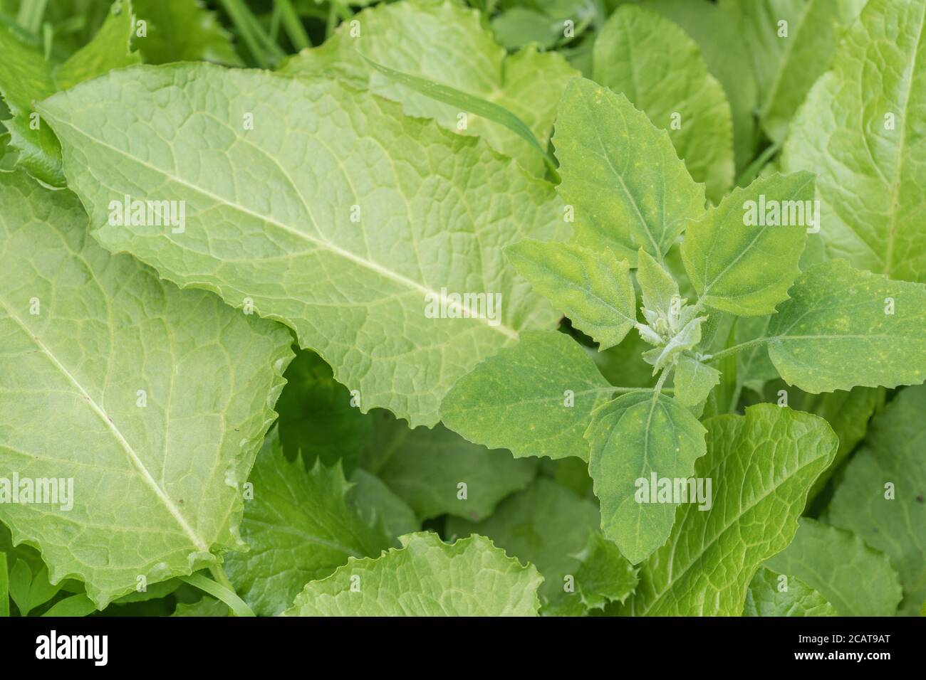 Close shot di foglie di 2 comuni erbacce agricole - Fat-Hen / Chenopodium album, & Broad-Leaved Dock / Rumex oblusifolius. Entrambi possono essere mangiati. Foto Stock