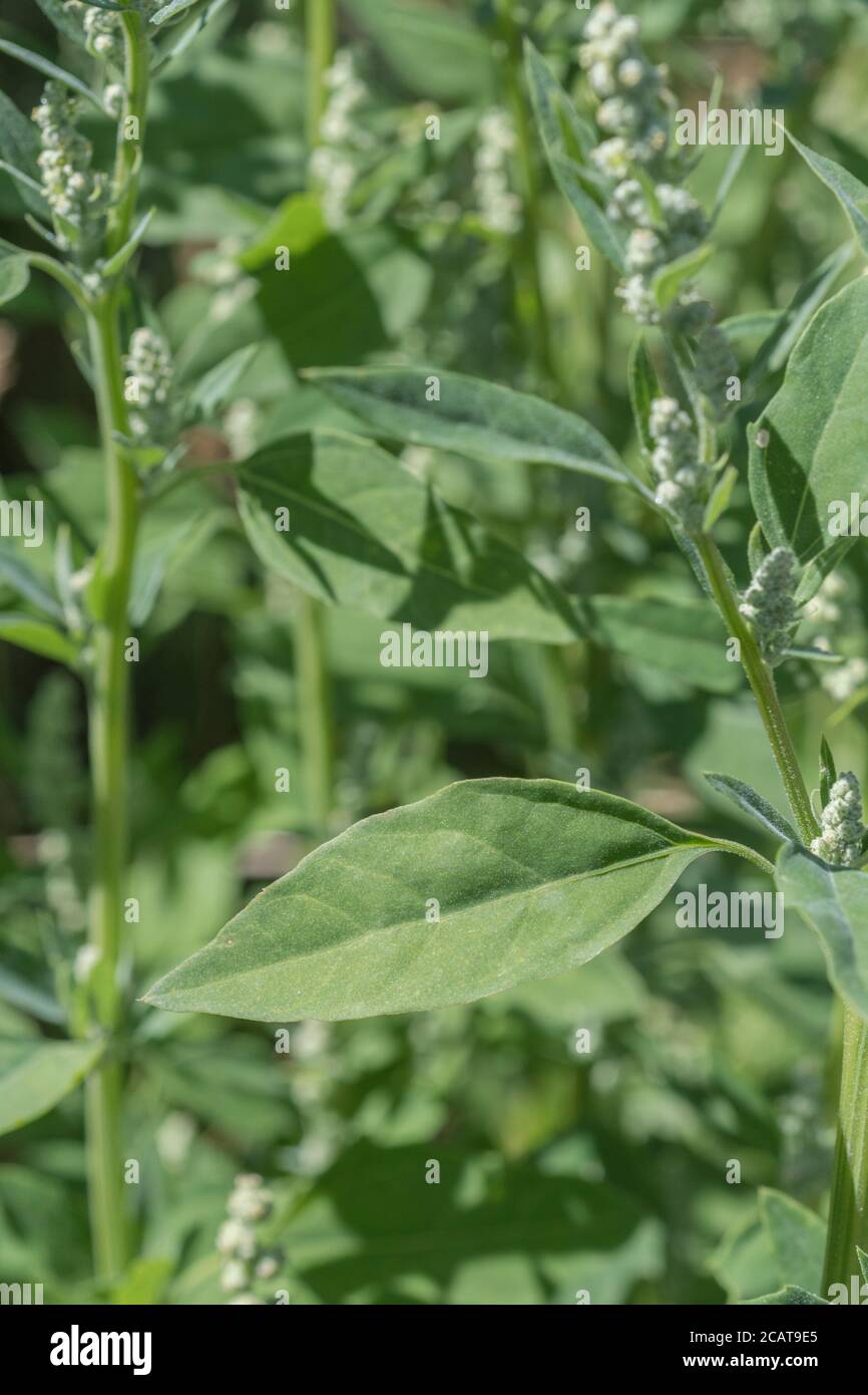 Chiudi shot di Fat-Hen / Chenopodium album. Erbacce agricole che è commestibile e una volta è stato usato regolarmente come cibo. Ora un foraged cibo selvaggio di sopravvivenza Foto Stock