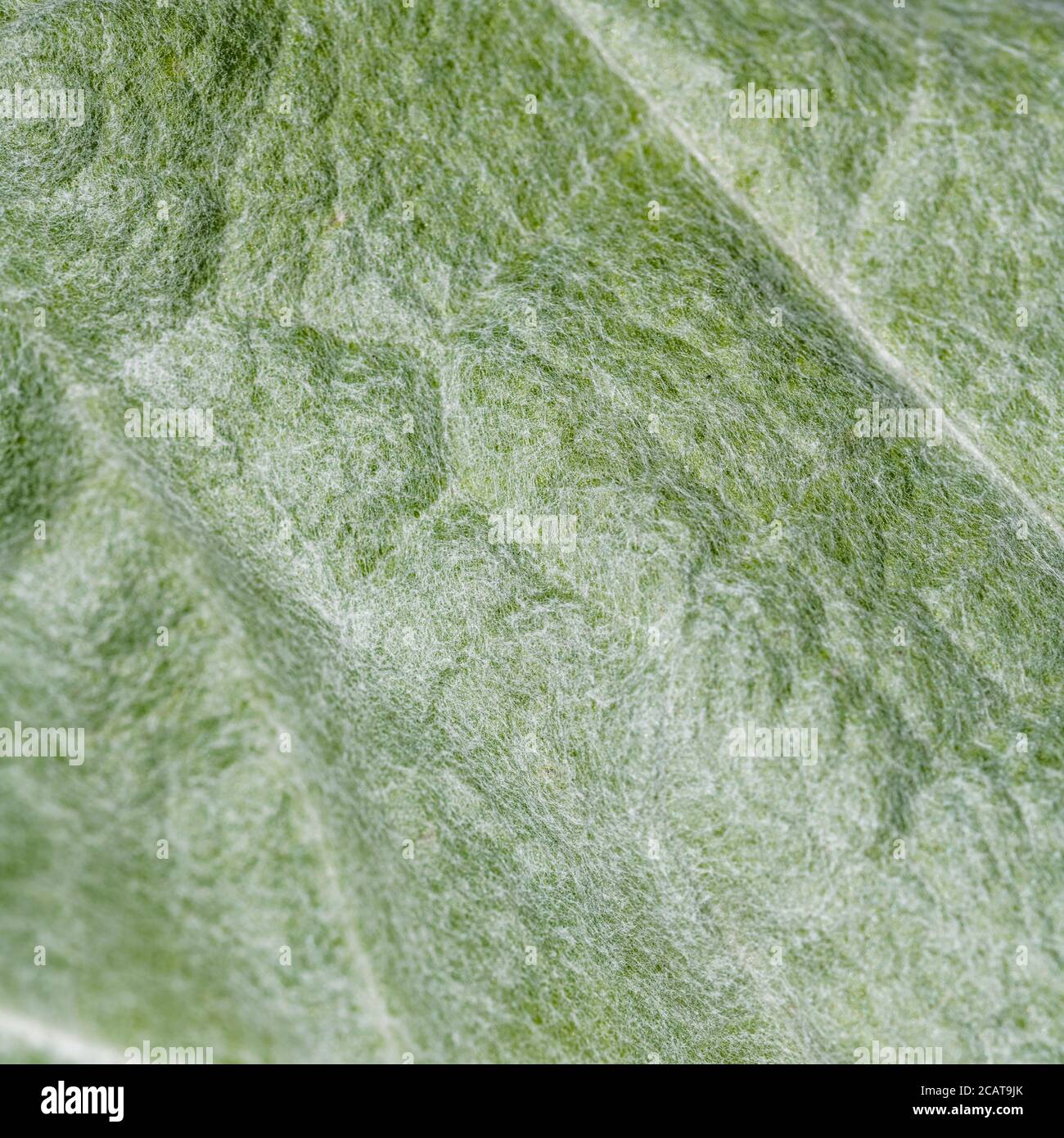 Macro shot di tessuto superficiale di foglie vagamente downy del Thistle / Onopordum acanthium di Scot in piena luce del sole. Foglia 'trichomes' proteggere la pianta. Foto Stock