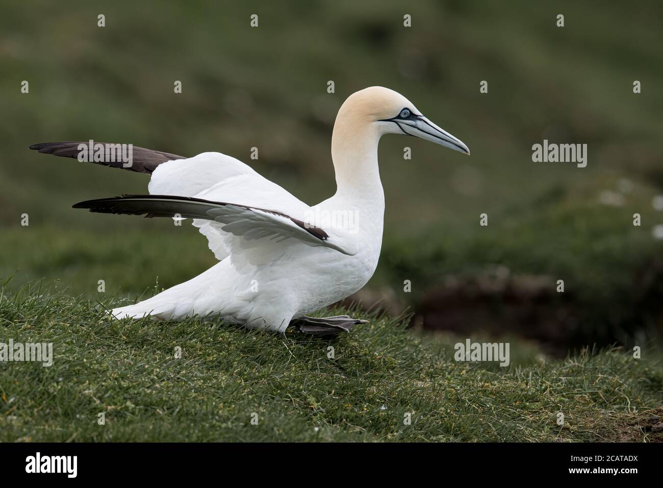Northern Gannet si prepara a prendere il volo, Hermaness, Unst, Shetland, UK Foto Stock
