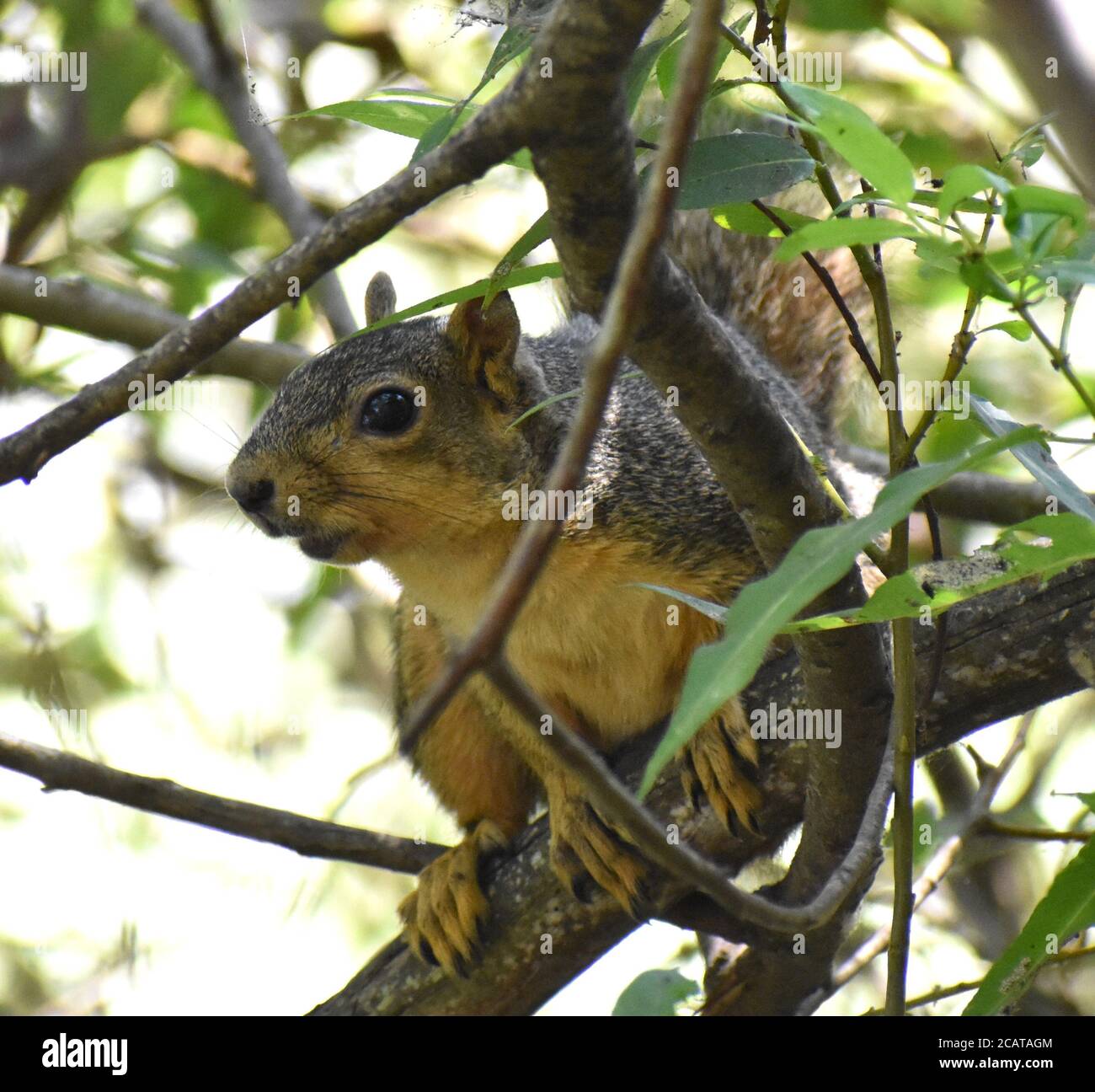 Uno scoiattolo di volpe orientale (Sciurus niger) si nasconde negli alberi vicino al lago Pinto, a Watsonville, California Foto Stock
