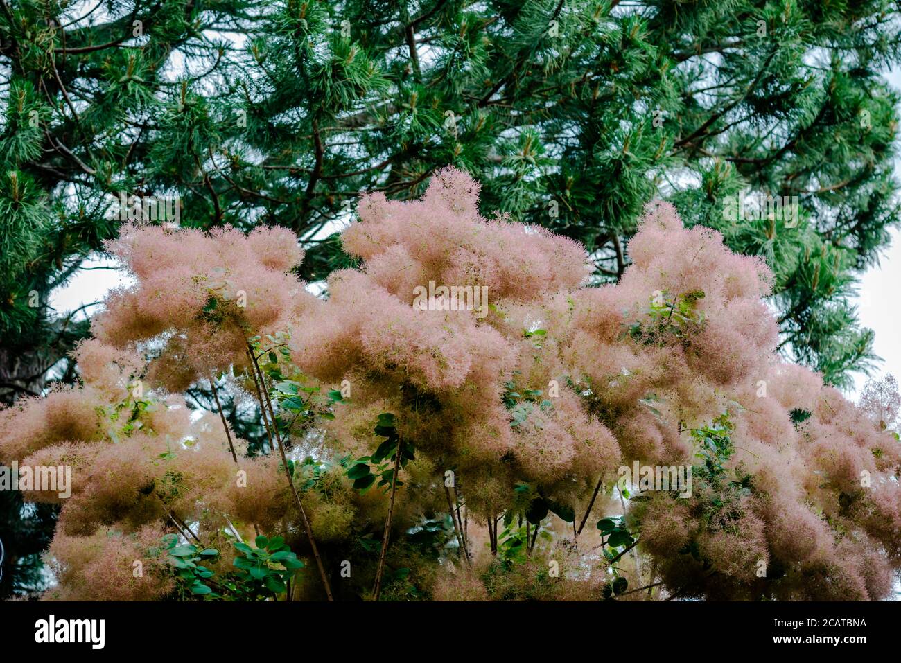 Cespuglio di fumo viola in fiore, albero di fumo Foto Stock