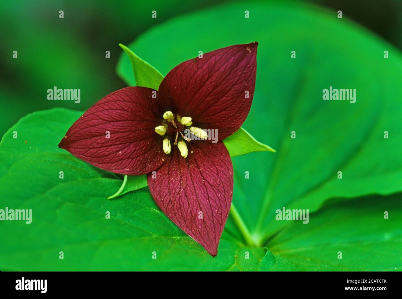 Red trillium o wake robin primo piano Foto Stock