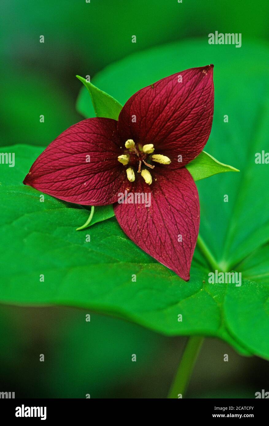 Red trillium o wake robin primo piano Foto Stock