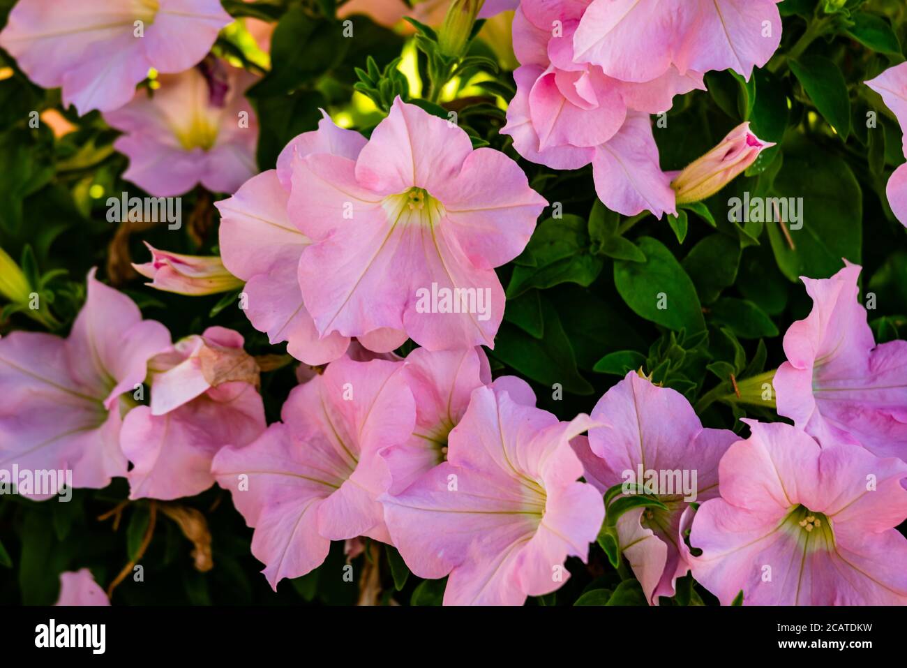 Fiori di petunia in giardino Foto Stock