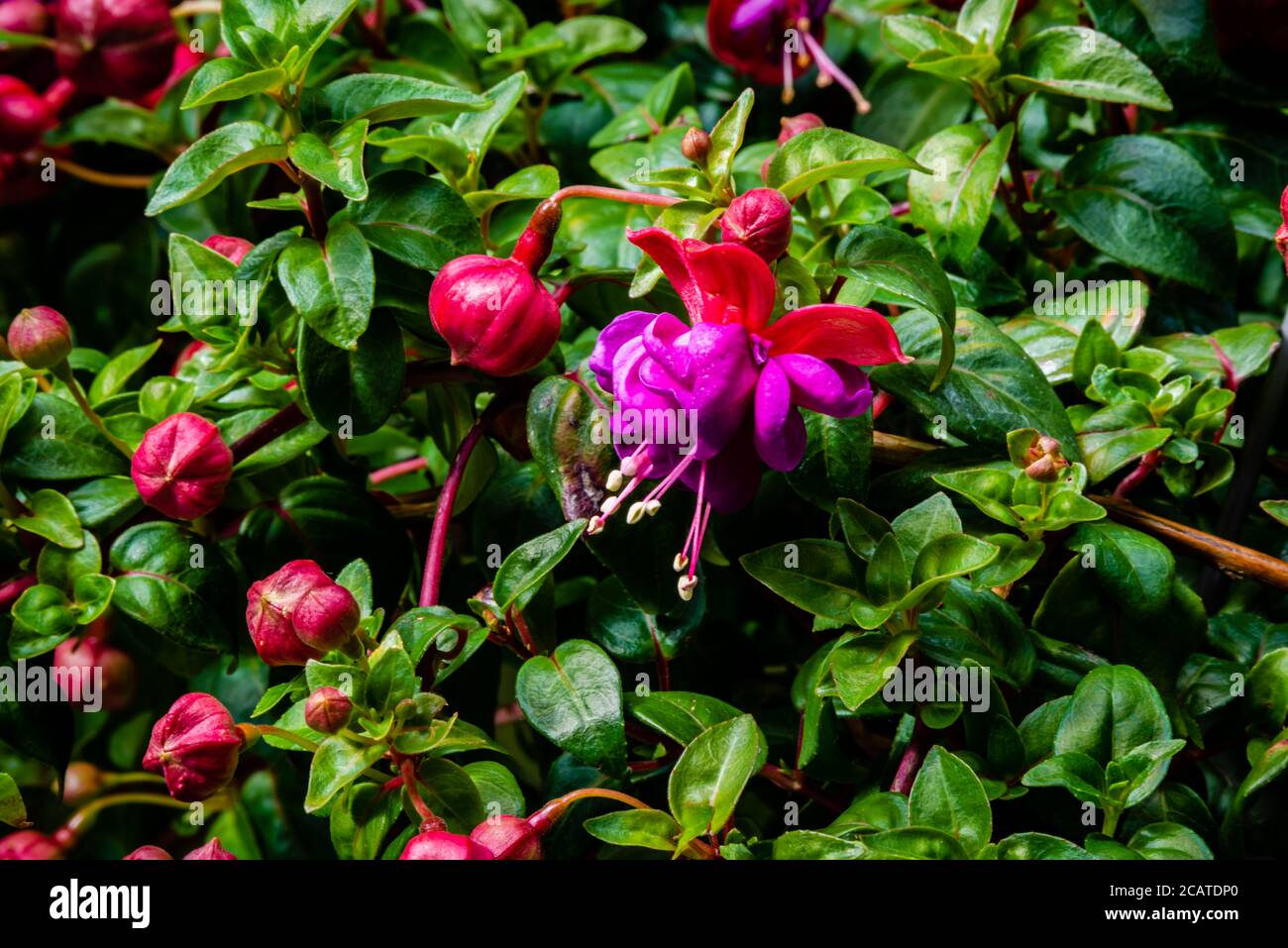 Fiori di fucsia nel giardino Foto Stock