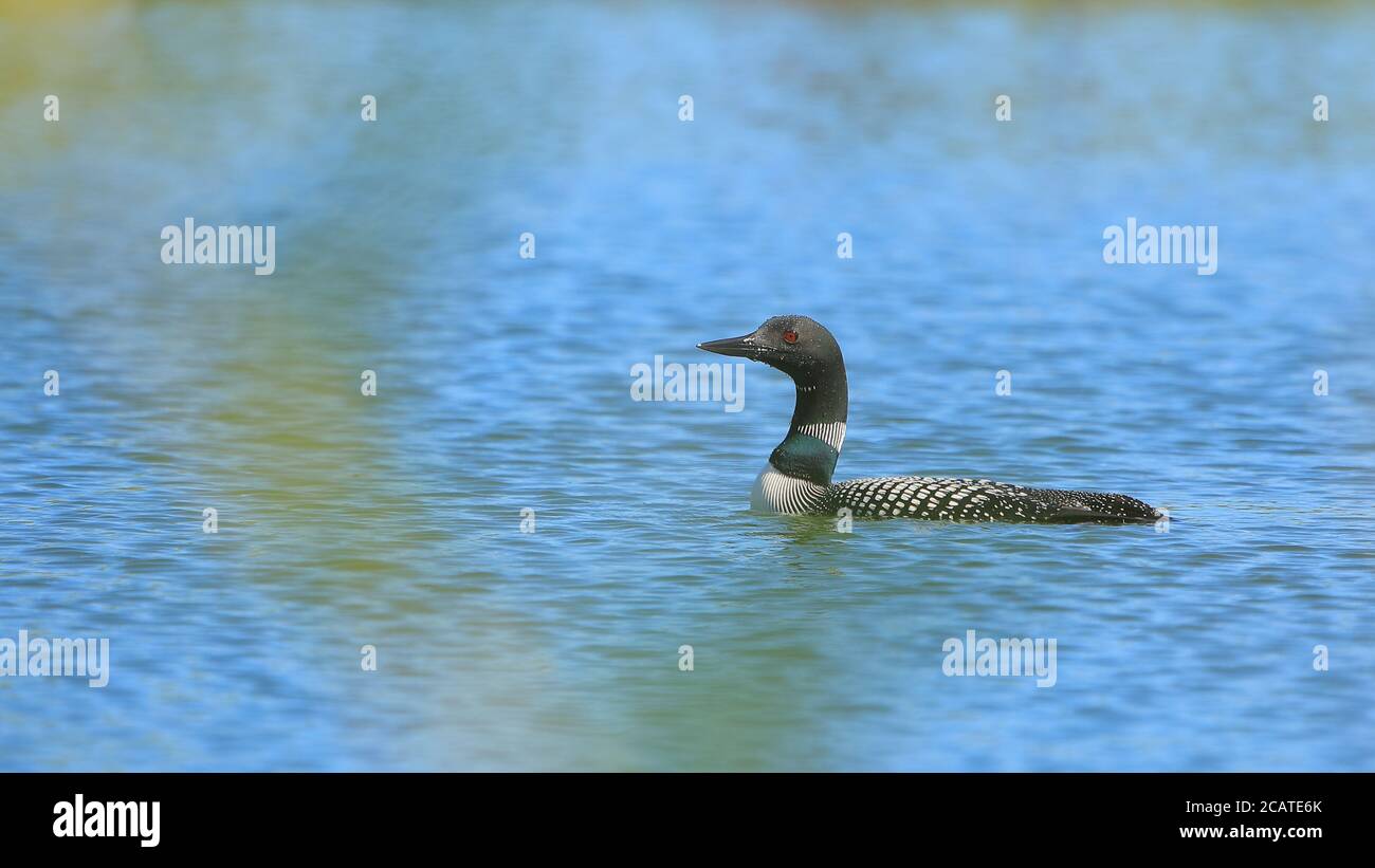 Comune Loon nuoto in stagno blu o lago Foto Stock