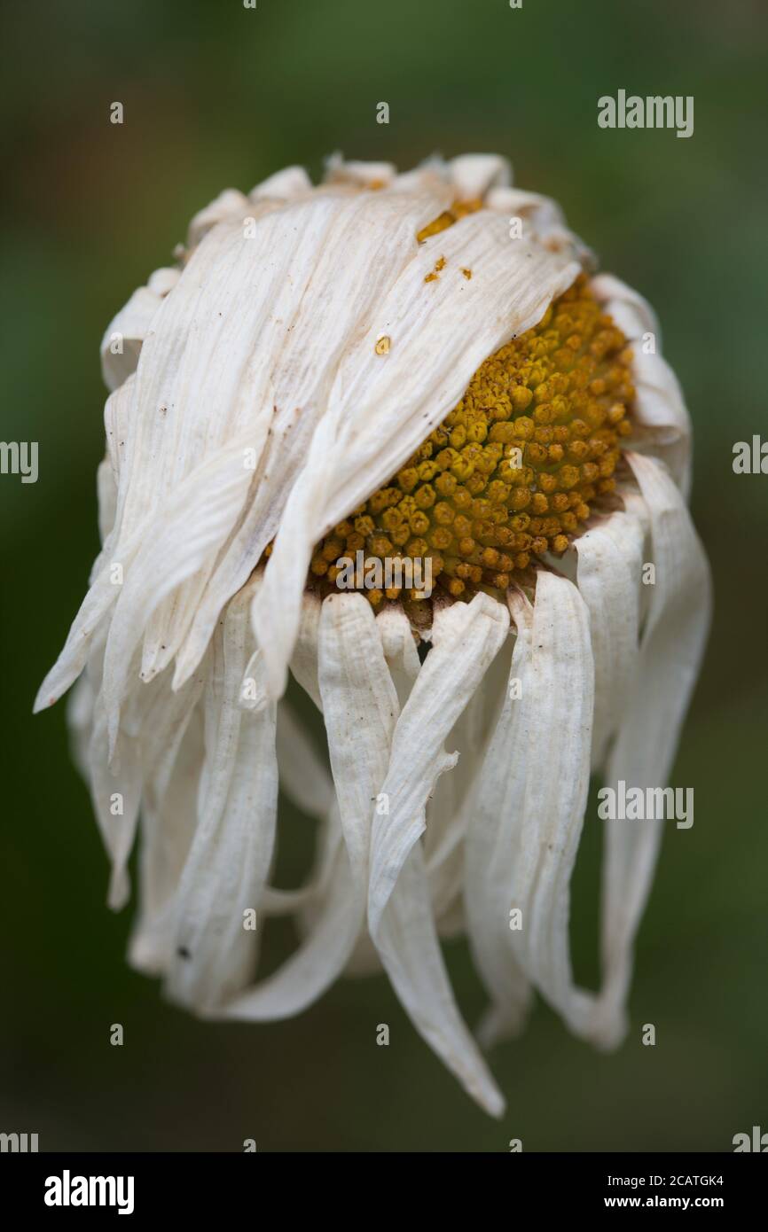 Un fiore daisy morente. Foto Stock