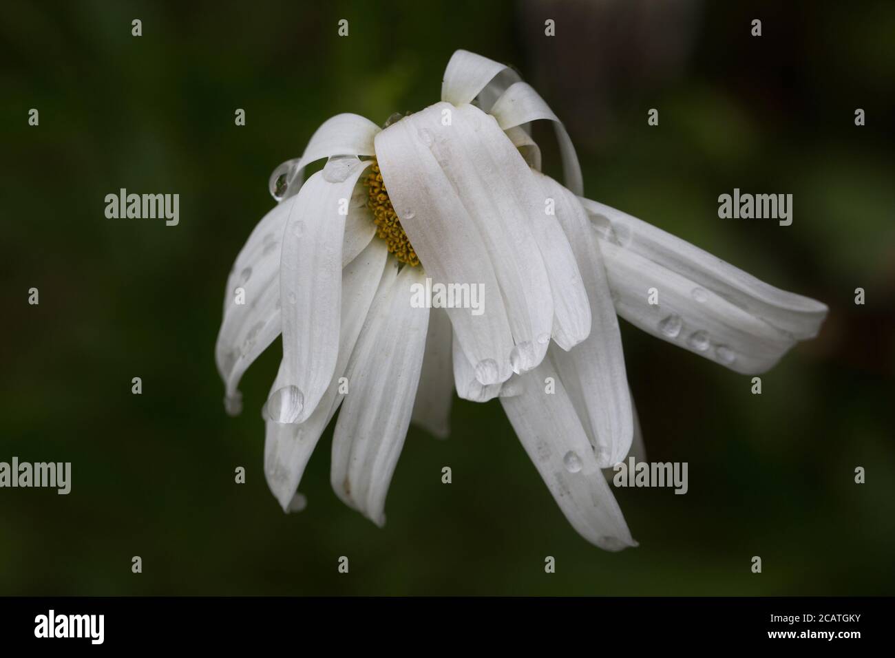 Un fiore daisy morente. Foto Stock