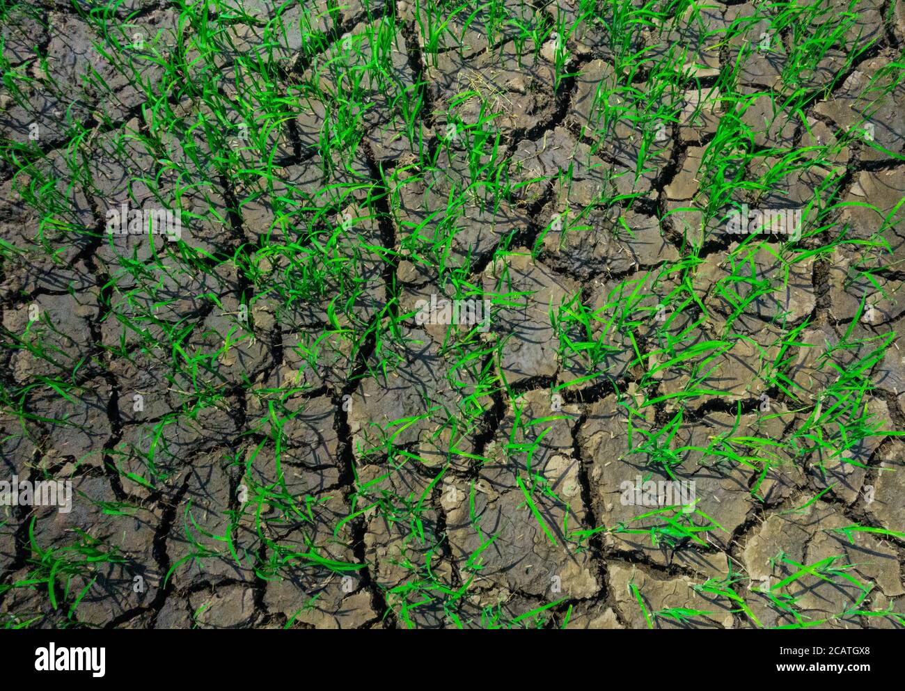 Le crepe di contrazione in terra asciutta, causate da precipitazioni sotto la media in una regione, con alcune delle verdi erba riescono a sopravvivere. Foto Stock
