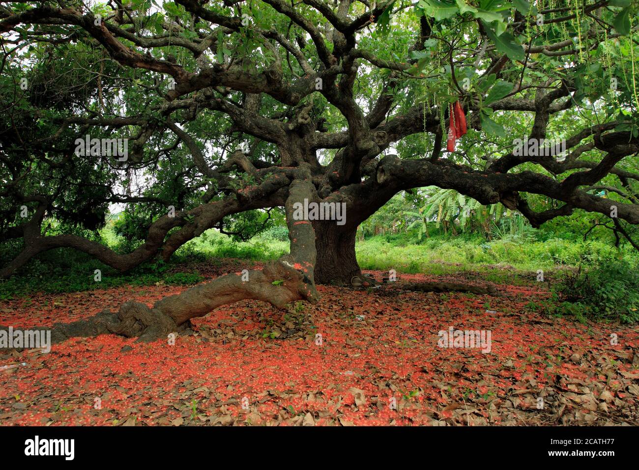 Più di 100 anni di grande albero della pioggia (Samanea Saman) Foto Stock