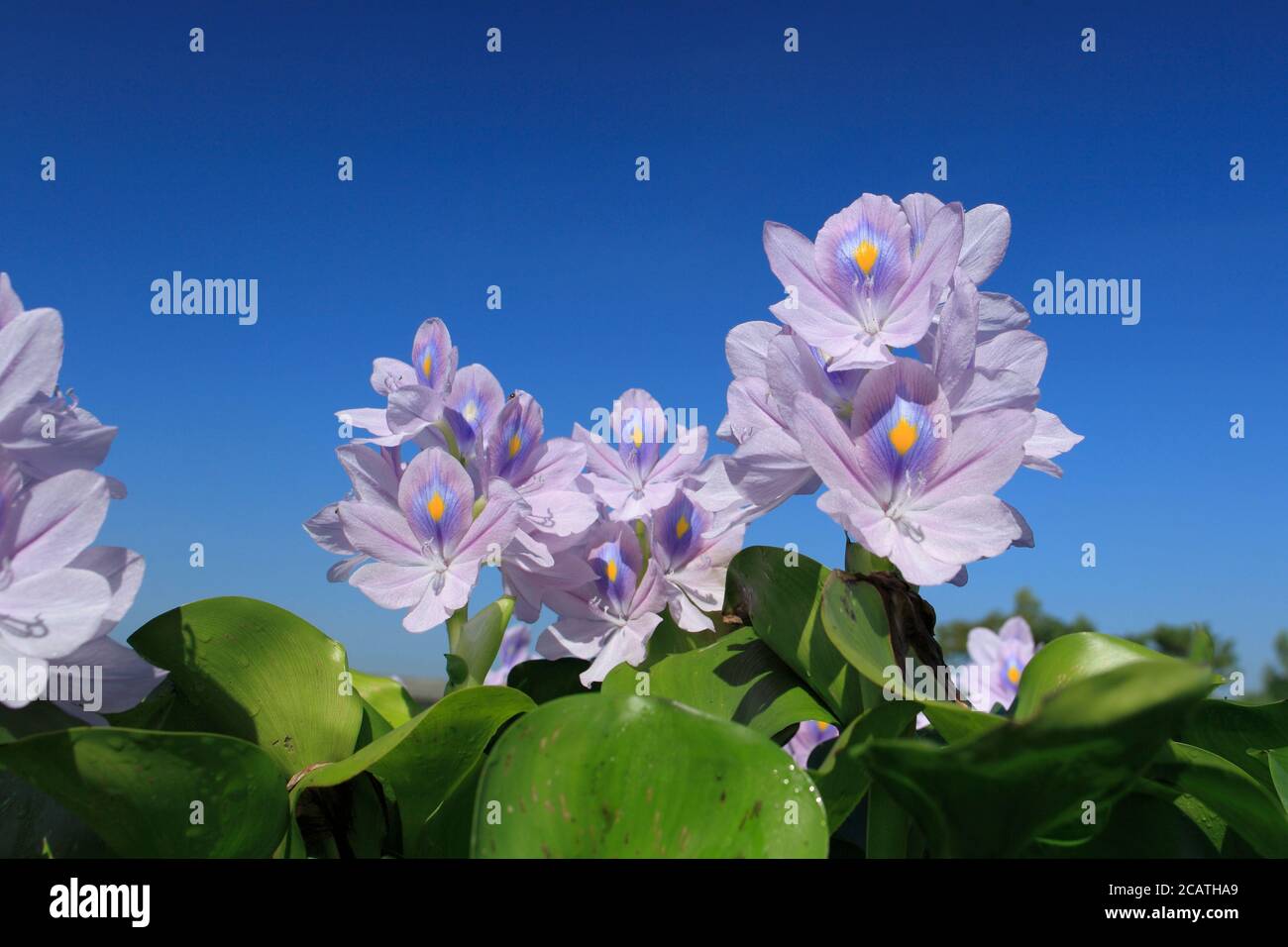Fiore di giacinto d'acqua, conosciuto localmente come phul di kochuripana di colore viola e bianco con foglia verde. Foto Stock