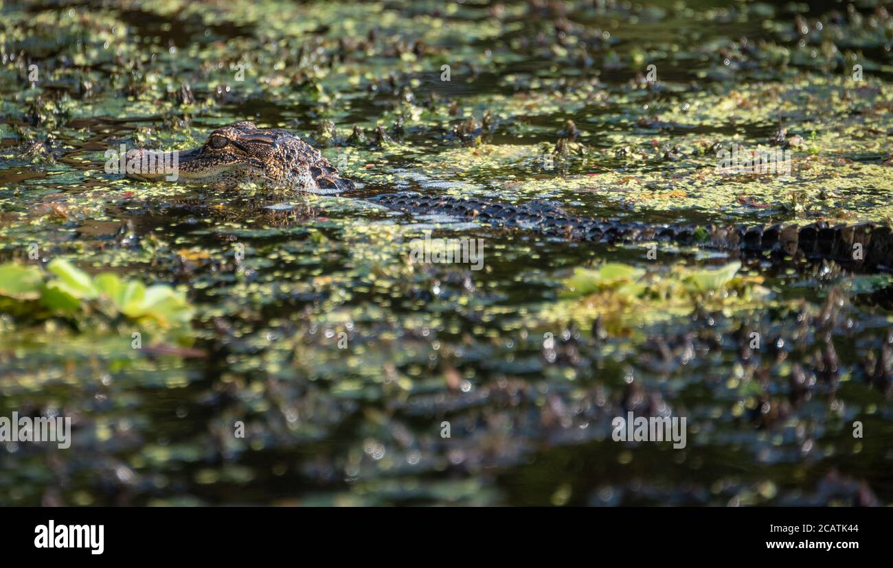 Alligatore americano giovanile (Alligator missisippiensis), una vista comune per i kayak e i paddleboarders sul fiume Guana a Ponte Vedra Beach, Florida. Foto Stock