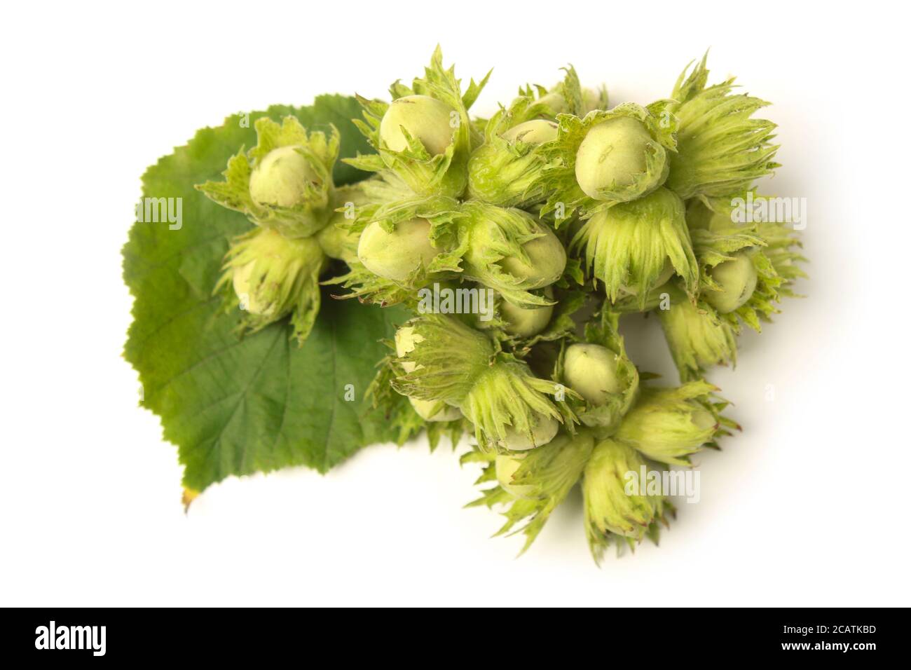Nocciole selvatiche da vicino isolate su sfondo bianco Foto Stock
