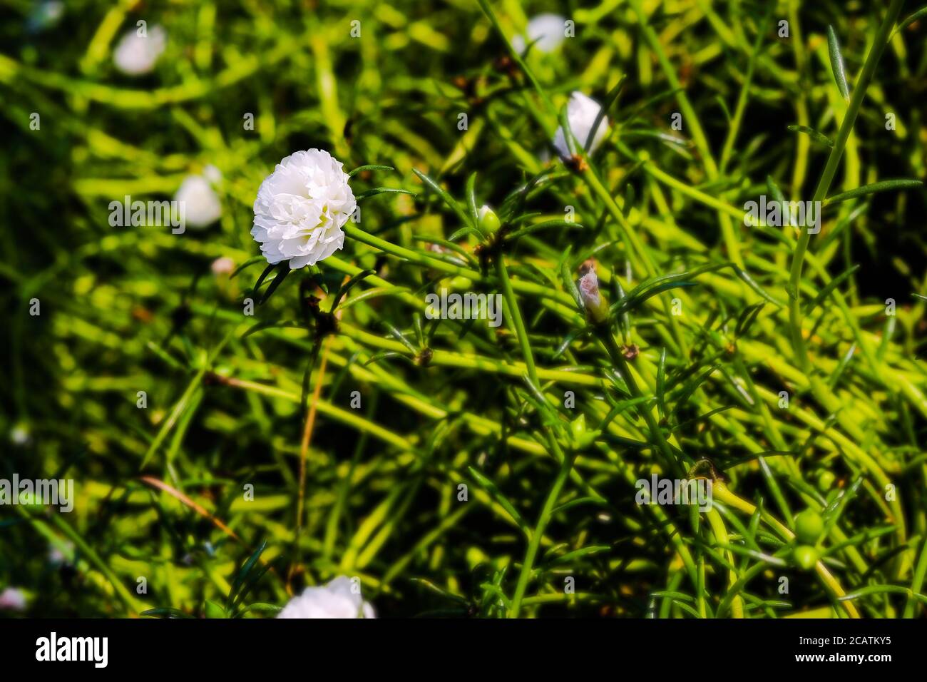White Poaceae al parco nazionale, con sfondo verde Foto Stock