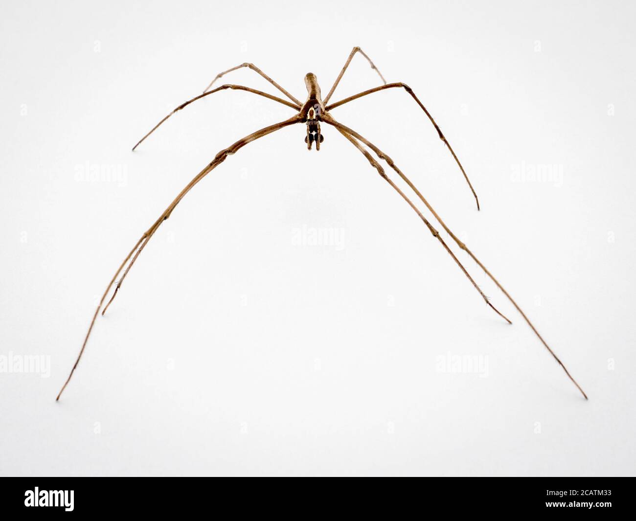 Rufous Net-Casting Spider (Deinopis subrufa), Victoria, Australia Foto Stock