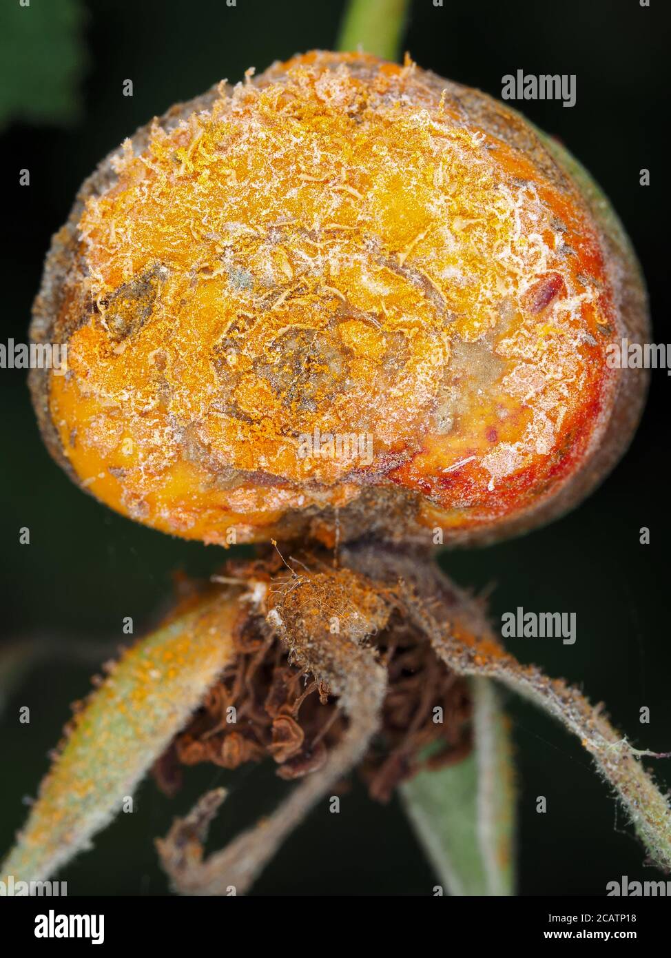 Fungo di ruggine (possibilmente Gymnosporangium sp.) su frutta di rosa selvatica Foto Stock