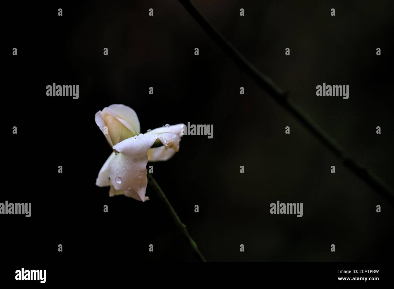 MOODY ROSA Foto Stock