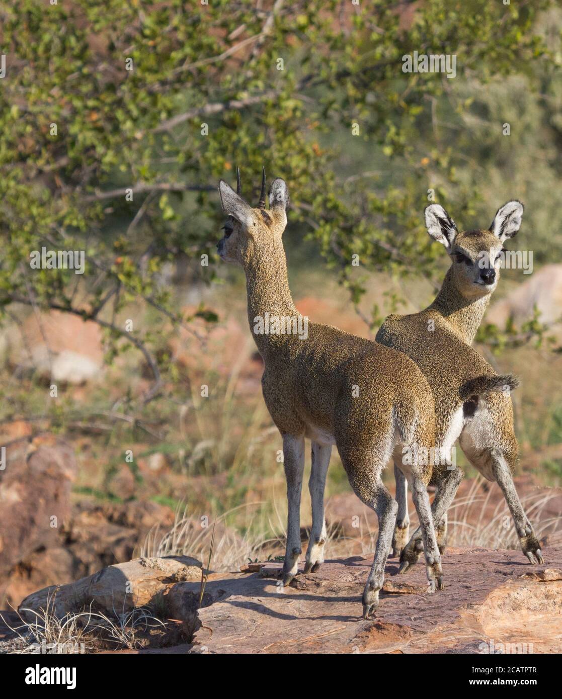 Robusta coppia di Klipspringer maschio e femmina in piedi su una roccia a Mapungubwe, Sudafrica Foto Stock