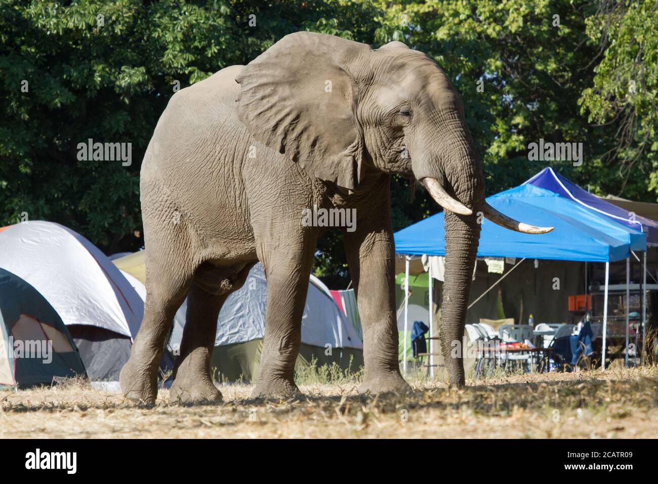 Un elefante massiccio che cammina attraverso le tende del campeggio di Nyamepi mostra la prospettiva nelle piscine di Mana, Zimbabwe Foto Stock