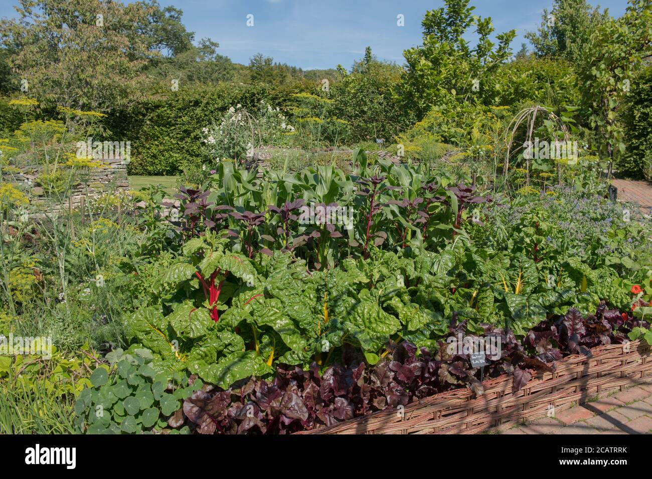 Letto di verdure con verdure biologiche coltivate in casa che crescono in un giardino di Potager in Devon rurale, Inghilterra, Regno Unito Foto Stock