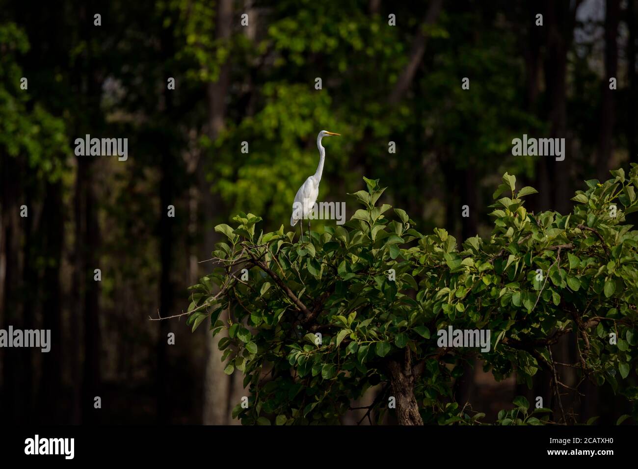 Eastern Great Egret Ardea alba Modesta White Heron seduta Il ramo superiore dell'albero verde lussureggiante nel Foresta Foto Stock