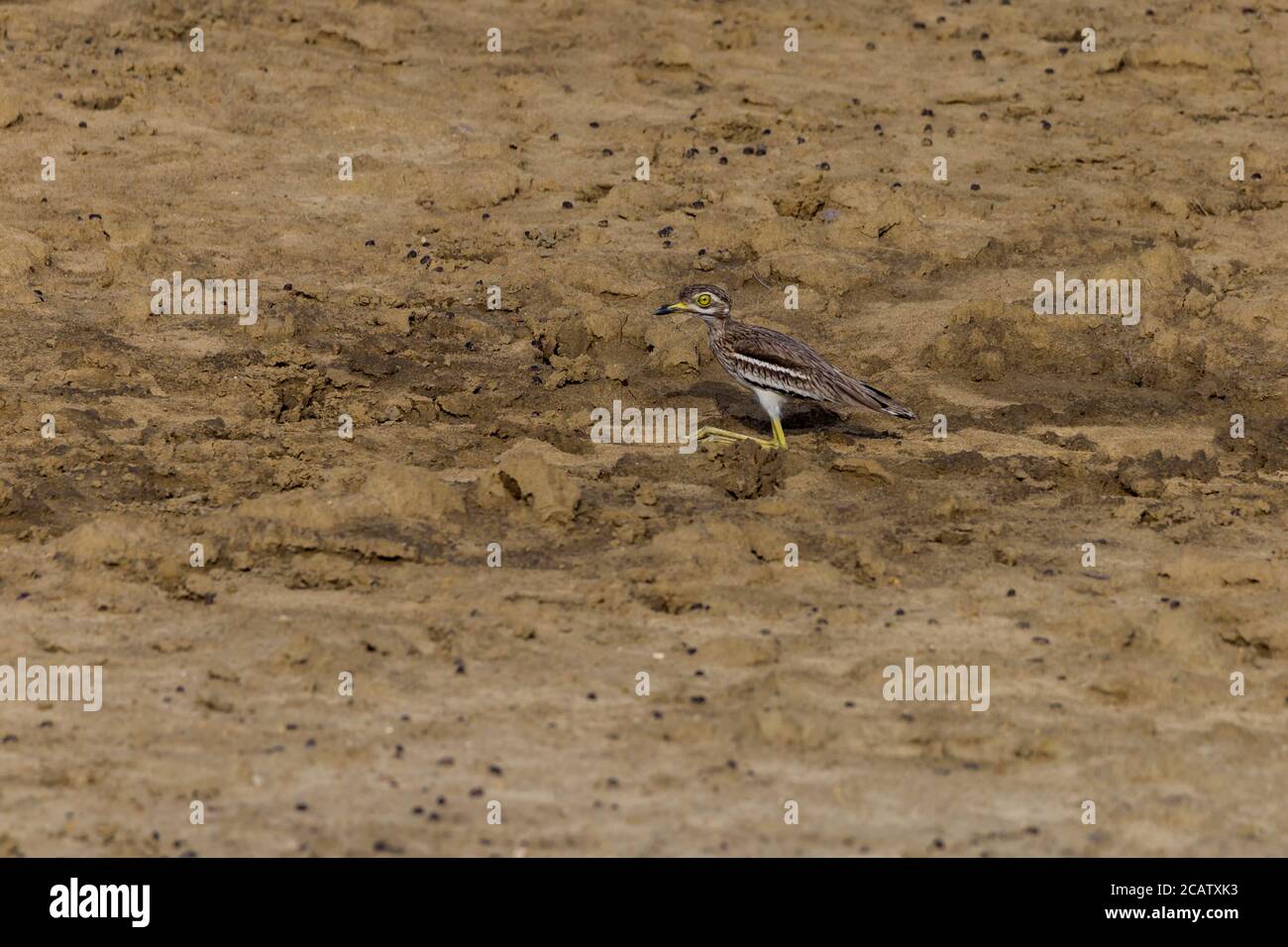 Senegal ginocchio spesso Burhinus senegalensis pietra Curlew seduta in fangoso terra paludosa Foto Stock
