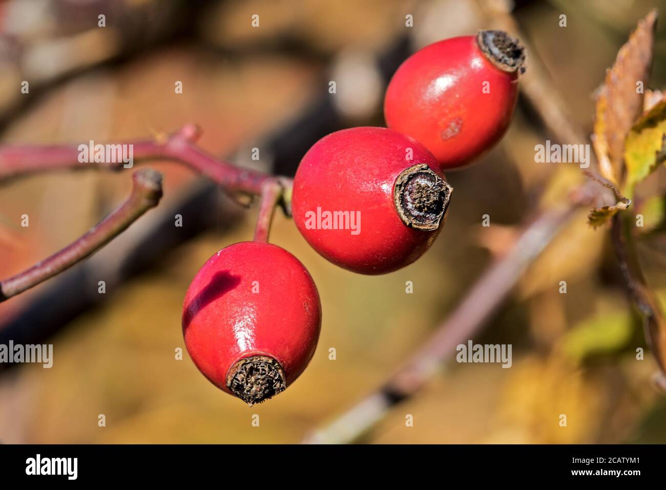 La polpa dei frutti del bacino di rose è dolce e acido e ricca di vitamine, in particolare la vitamina C. Foto Stock