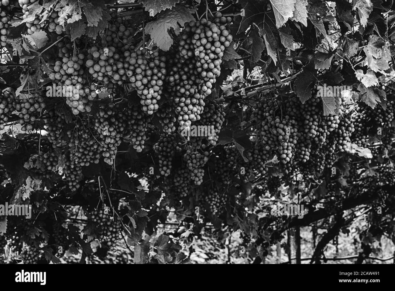 Scala di grigi di viti appese in un giardino Foto Stock