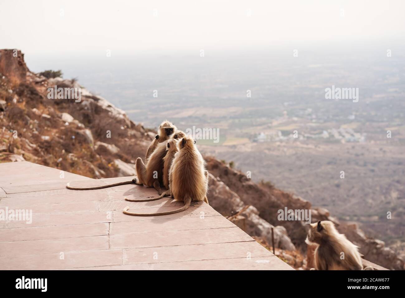 Pushkar / India - 10 marzo 2020: Scimmie al Tempio di montagna Savitree con vista sulla città Foto Stock
