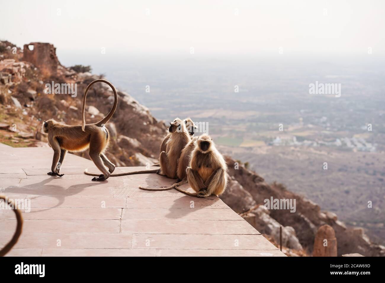 Pushkar / India - 10 marzo 2020: Scimmie al Tempio di montagna Savitree con vista sulla città Foto Stock