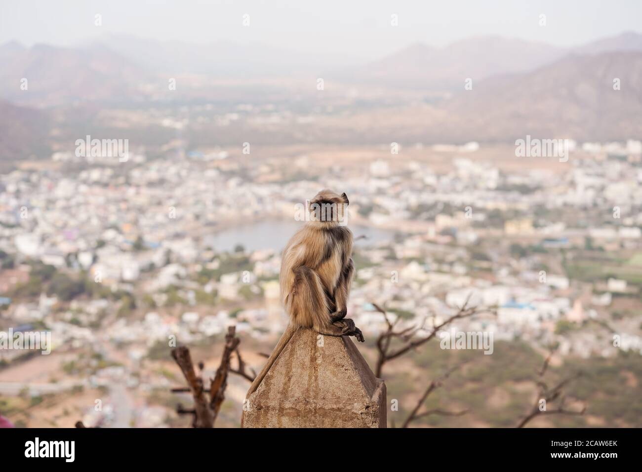 Pushkar / India - 10 marzo 2020: Scimmie al Tempio di montagna Savitree con vista sulla città Foto Stock