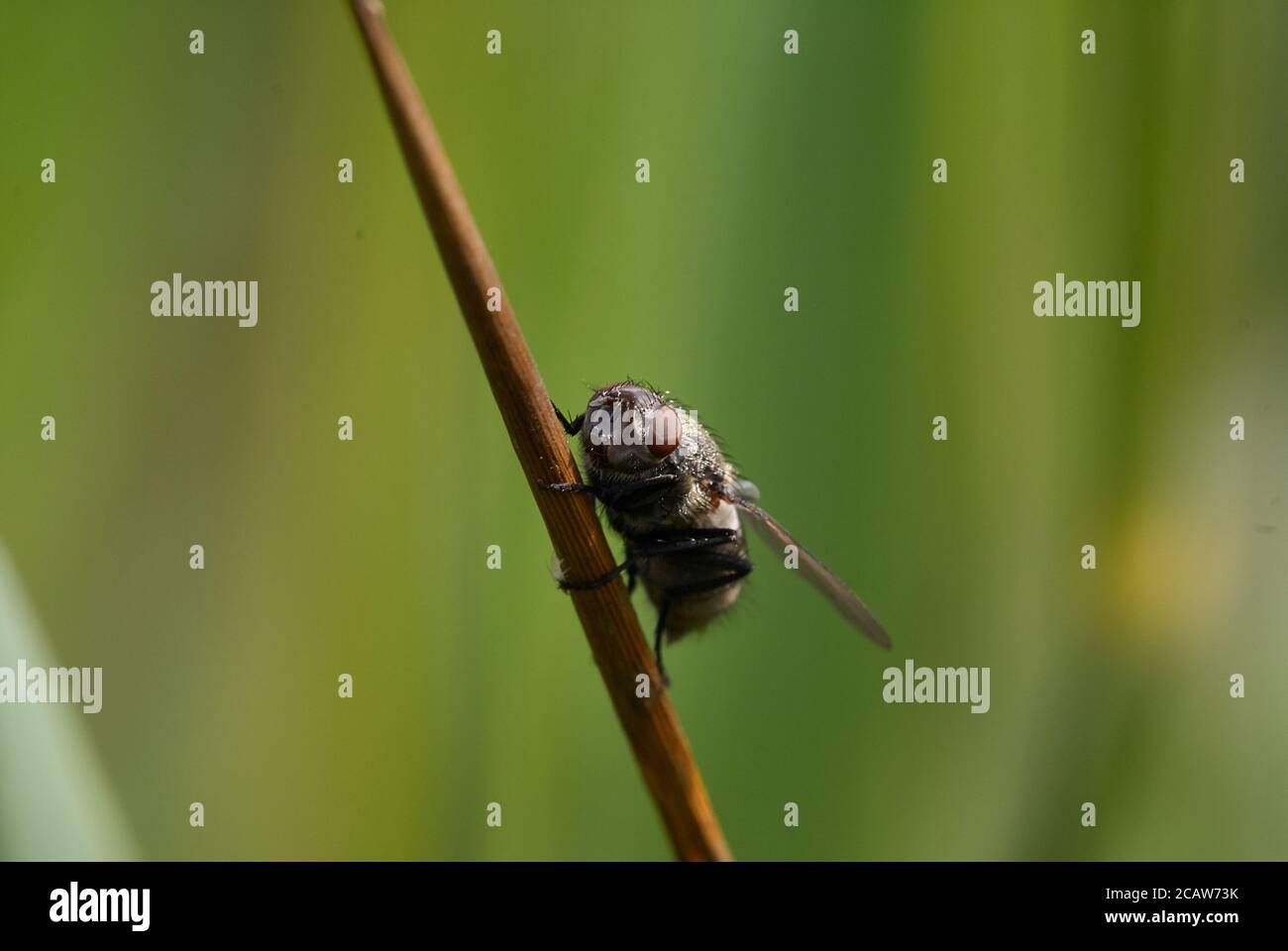 Foto macro Cluster Fly comune Foto Stock