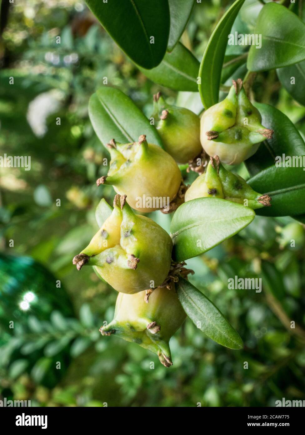 Bosso comune (Buxus sempervirens), frutta, primo piano, Baviera Germania, Europa Foto Stock