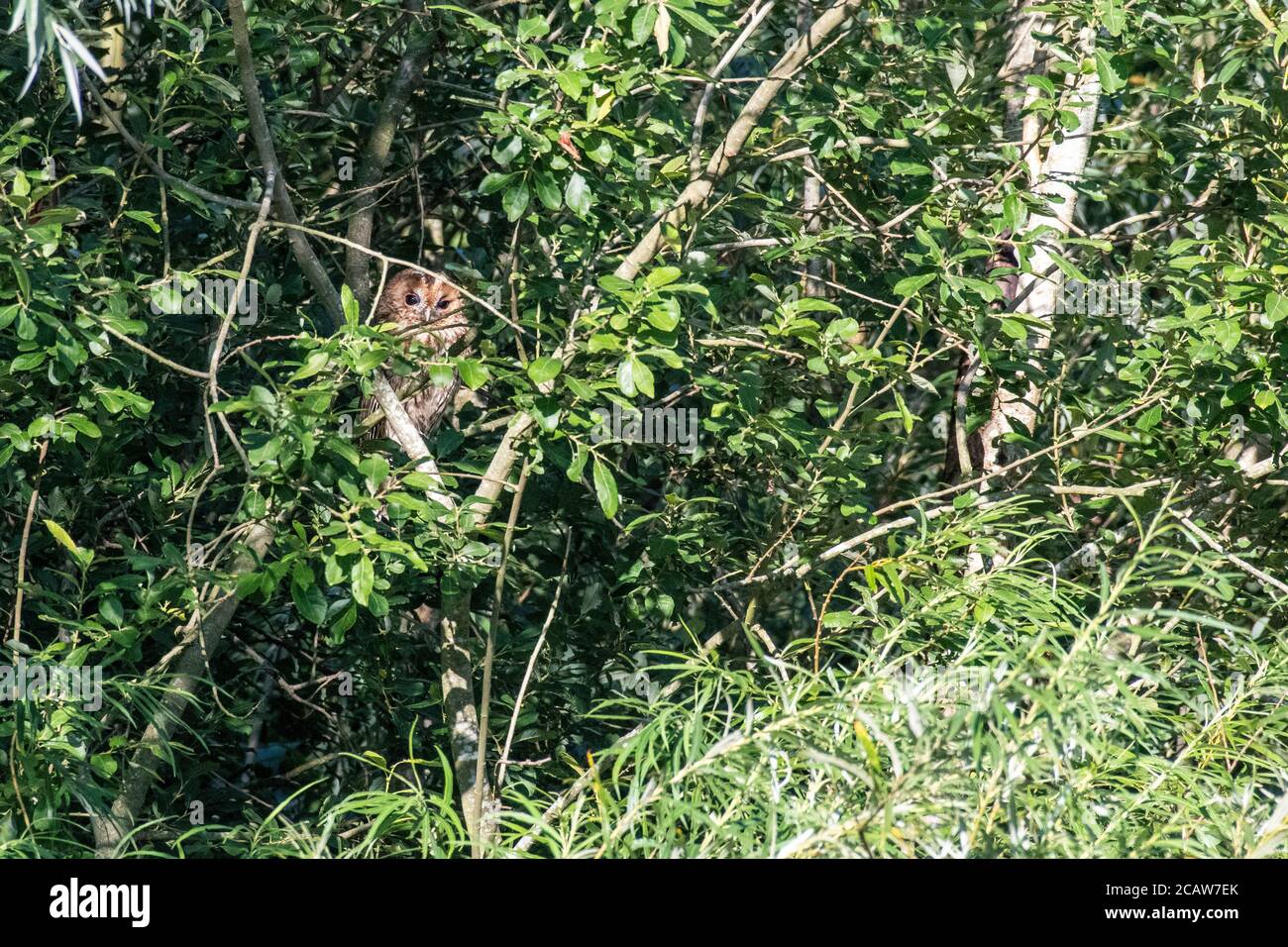 Un giovane gufo da sciabola nascosto in alto in alberi sopraffardati che si affaccia sulla prateria. Foto Stock