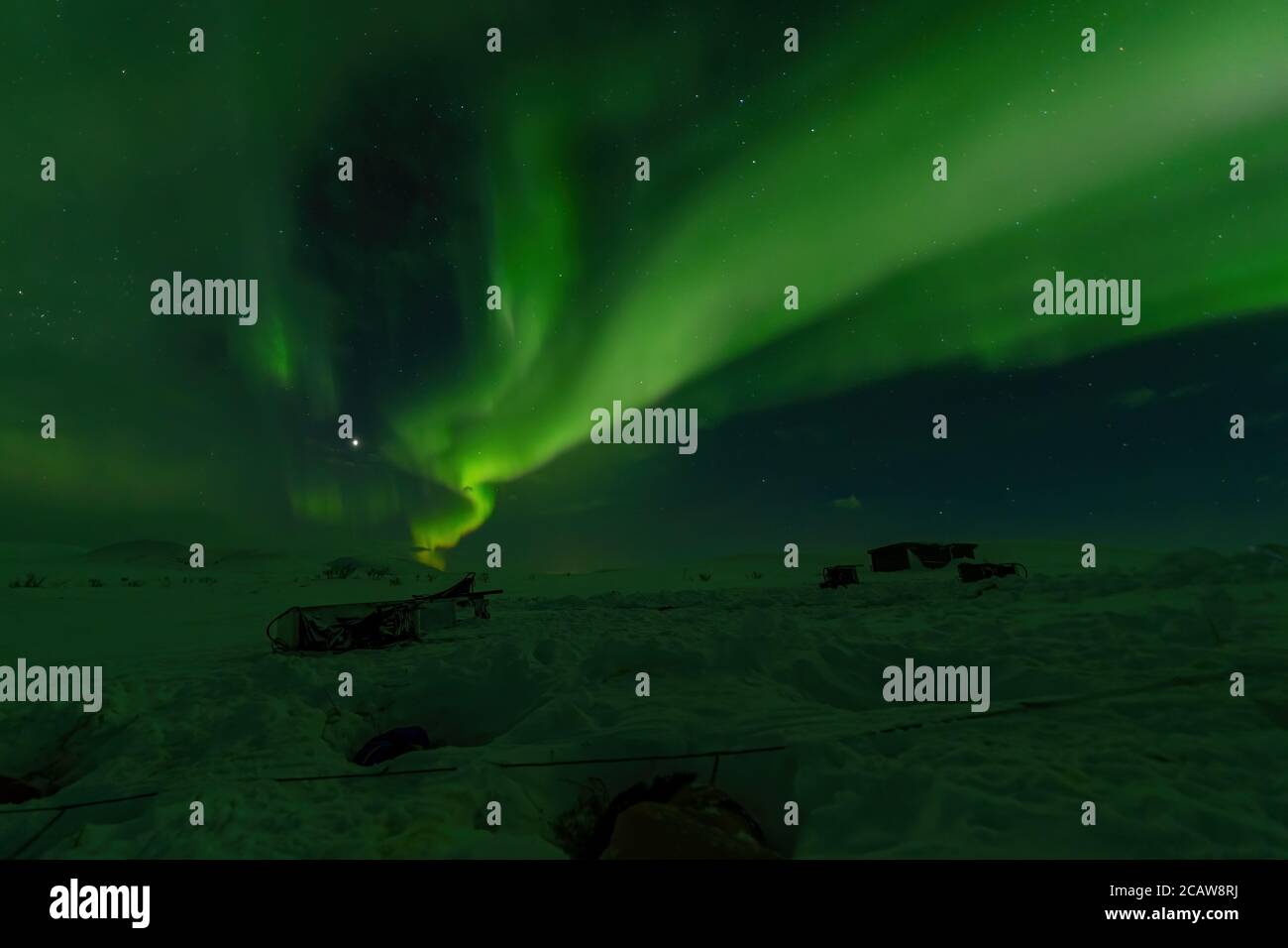 Aurora boreale su cani da slitta che dormono in Lapponia, Svezia Foto Stock