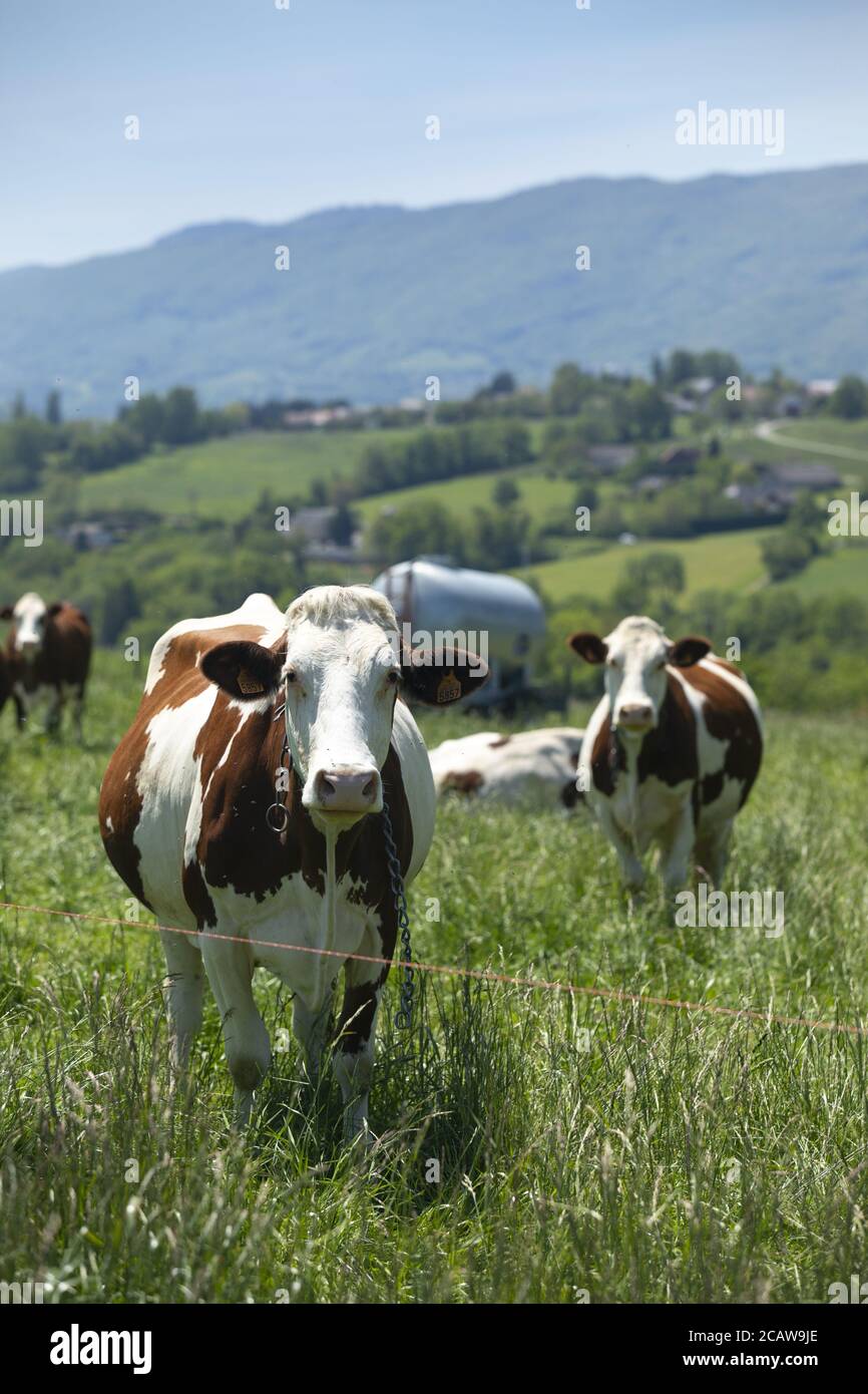 Mandria di vacche che produce latte per il formaggio Gruyere in Francia in primavera Foto Stock