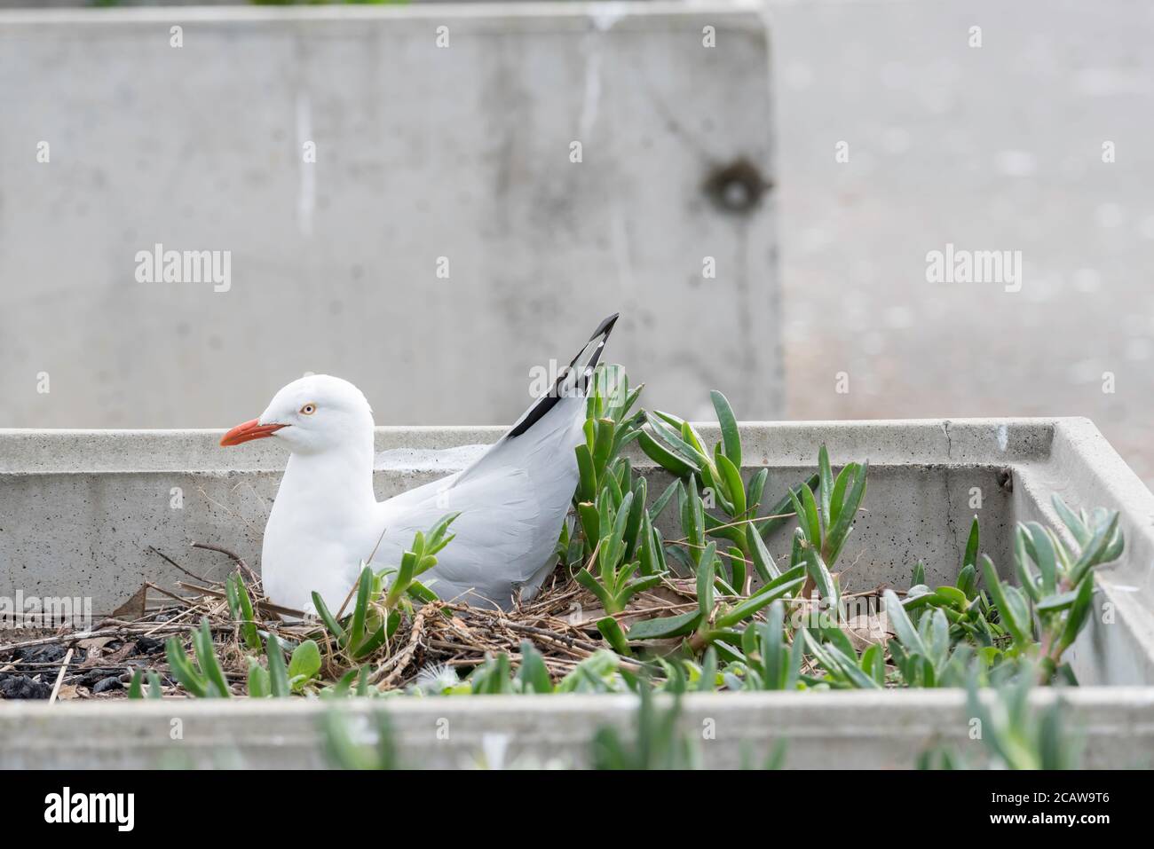 2020 luglio: Un gabbiano o gabbiano d'argento (Chromicocephalus novaehollandiae) che nidificano in una vasca di cemento sull'isola di Cockatoo, Sydney Foto Stock