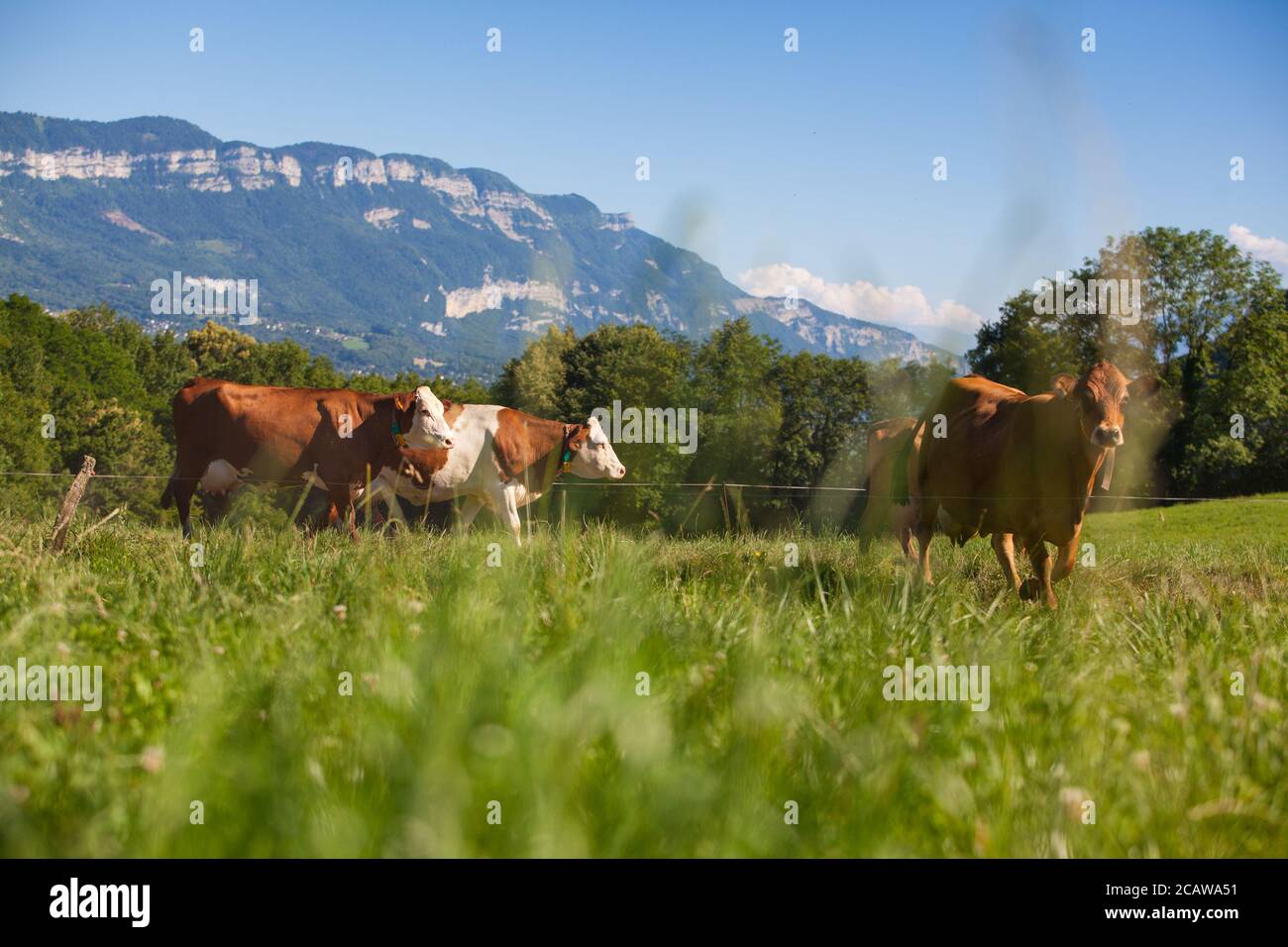Mandria di vacche che produce latte per il formaggio Gruyere in Francia in primavera Foto Stock