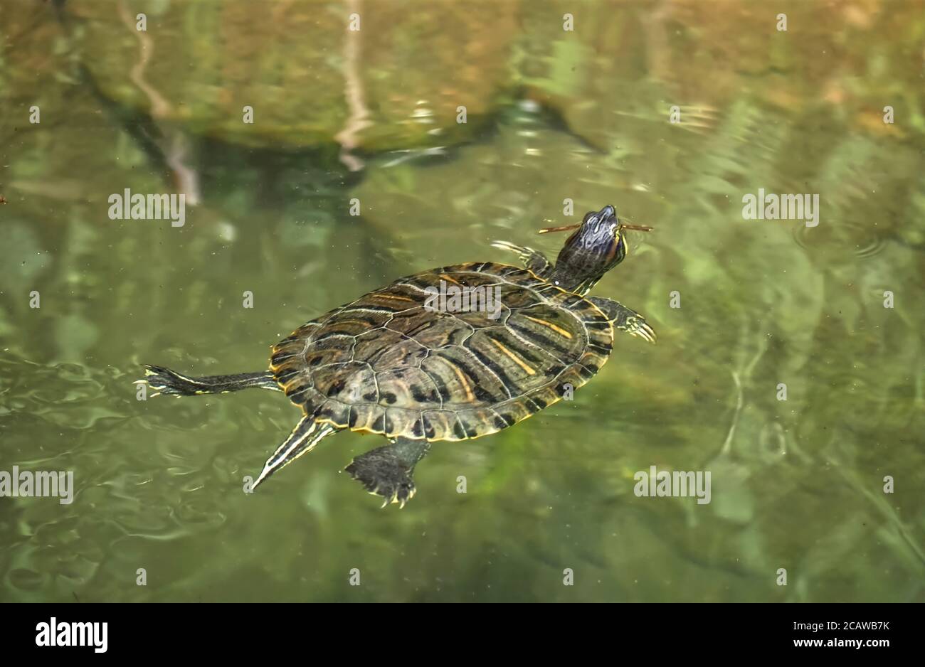 Macro di tartaruga acquatica che nuota in acqua verde Foto Stock