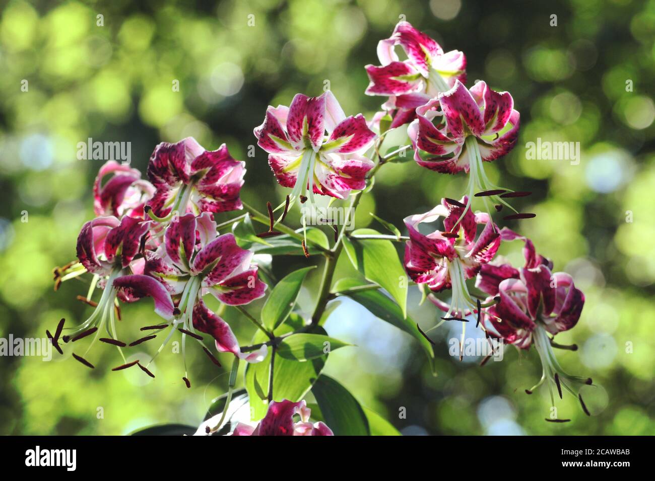 Viola Martagon Lillies sotto il sole estivo Foto Stock
