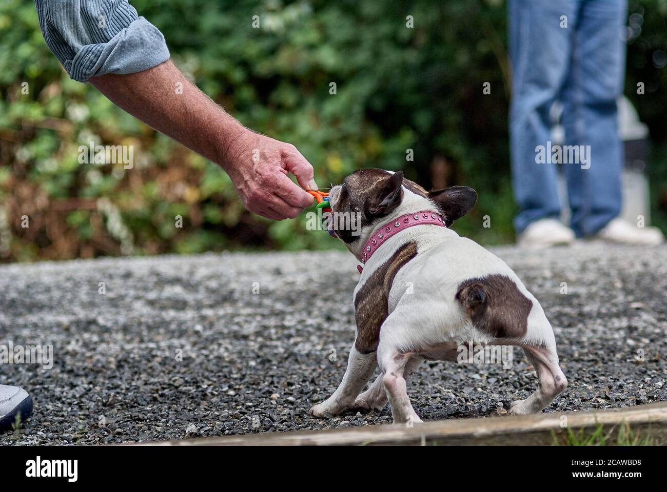 piccolo cane lotta con il suo proprietario per un giocattolo Foto Stock